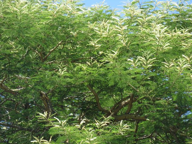 Acacia polyacantha flowers (2)